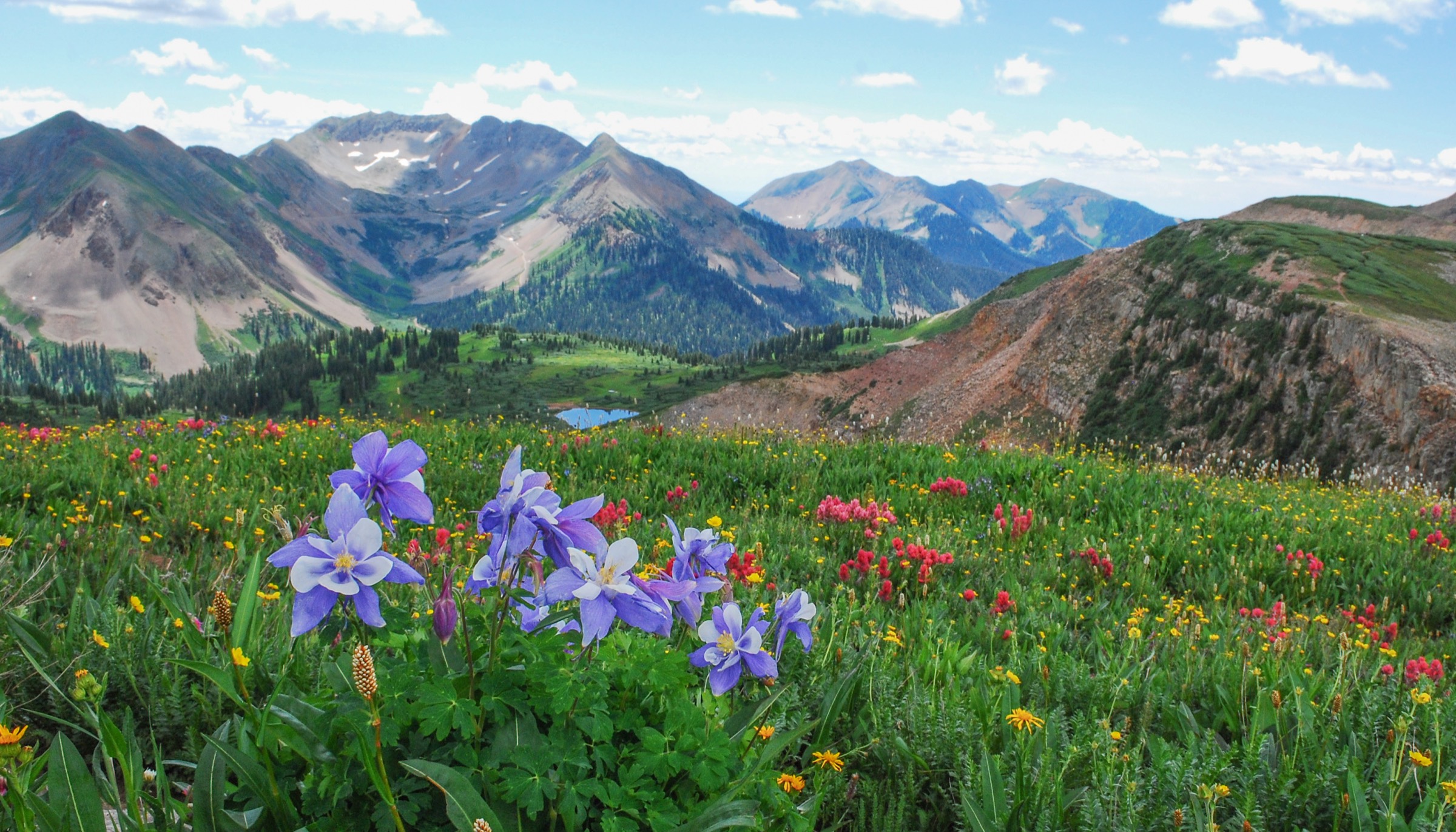 Blue columbines and wildflowers in an alpine meadow beneath the Colorado mountains