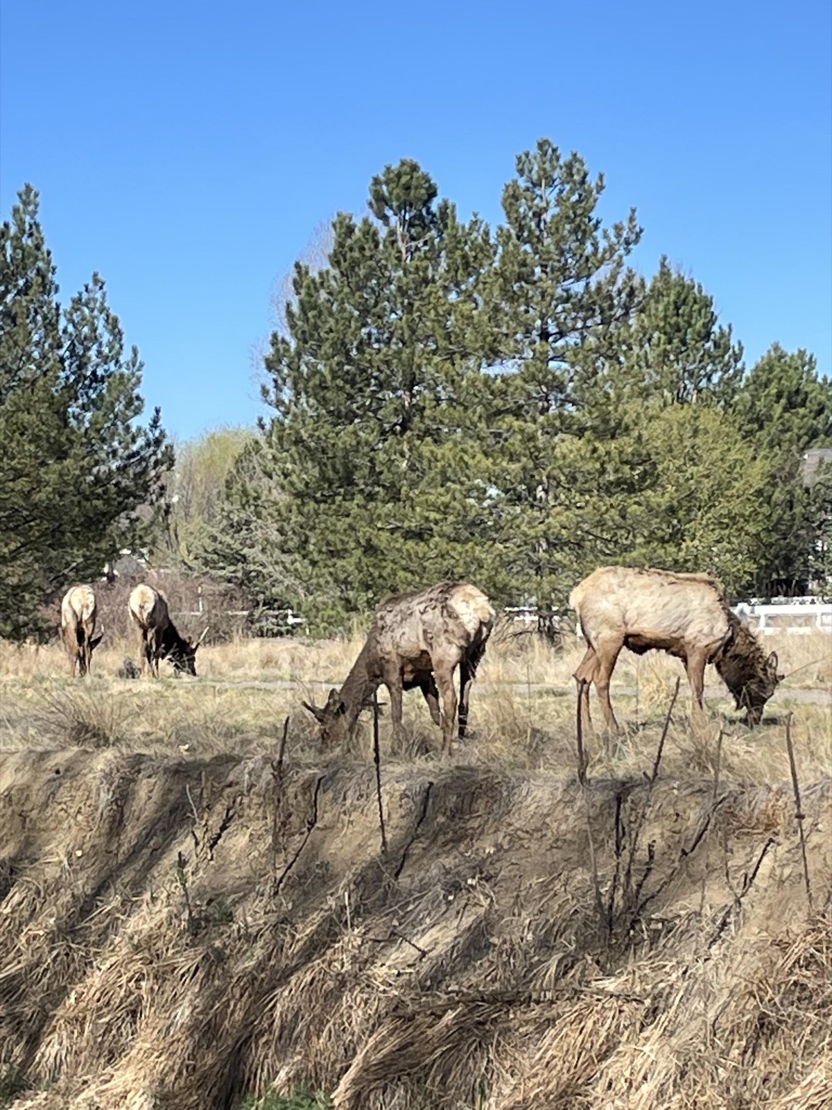 Elk very near my house last weekend!