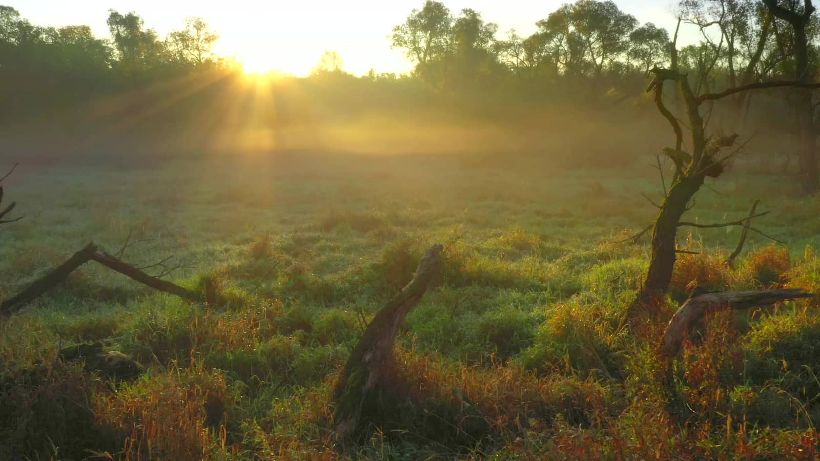 Sunrise over a misty field